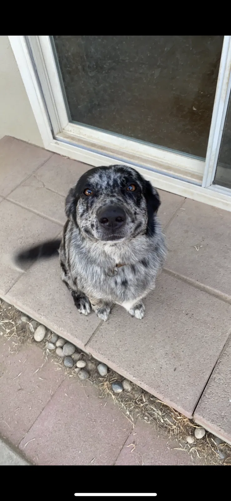 Lost dog in Lemoore, CA, 93245