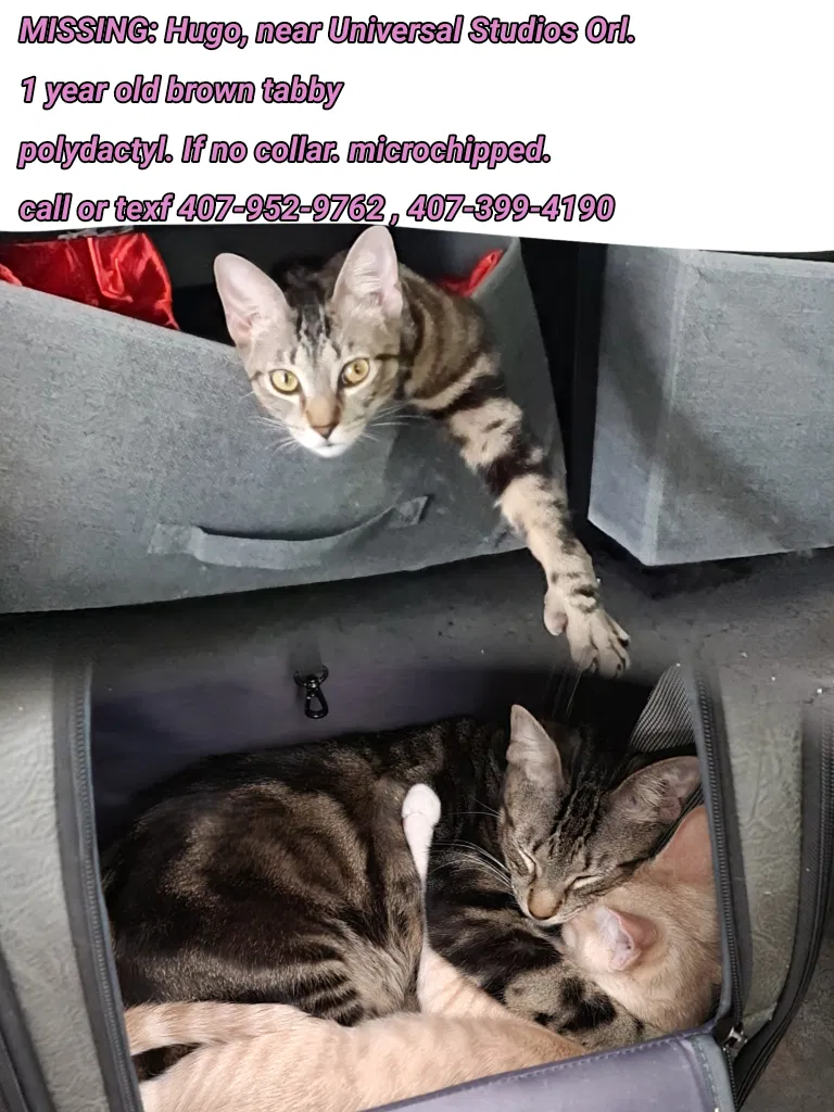 Lost cat in Orlando, FL, 32819