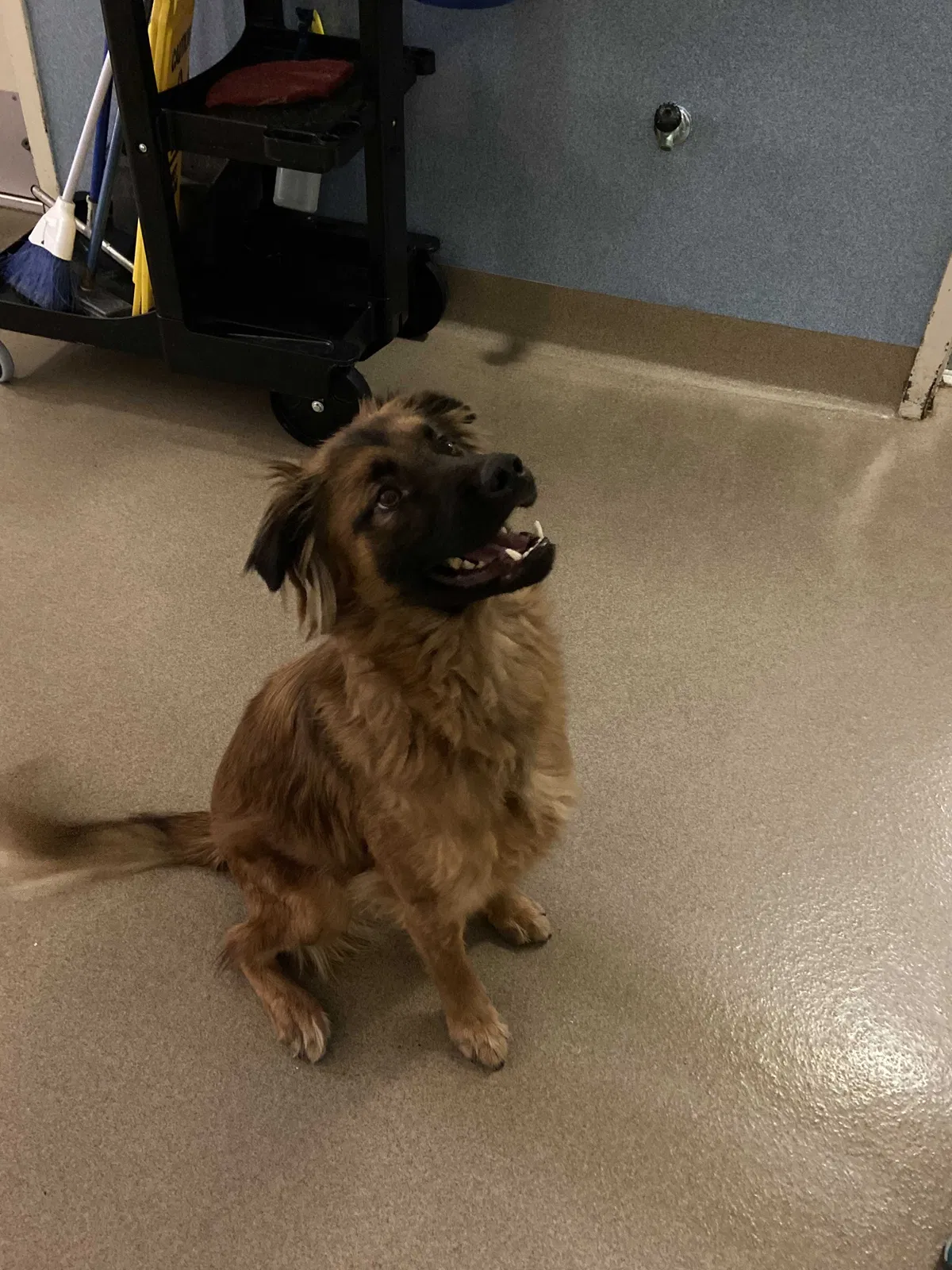 Lost dog in Murrieta, CA, 92563