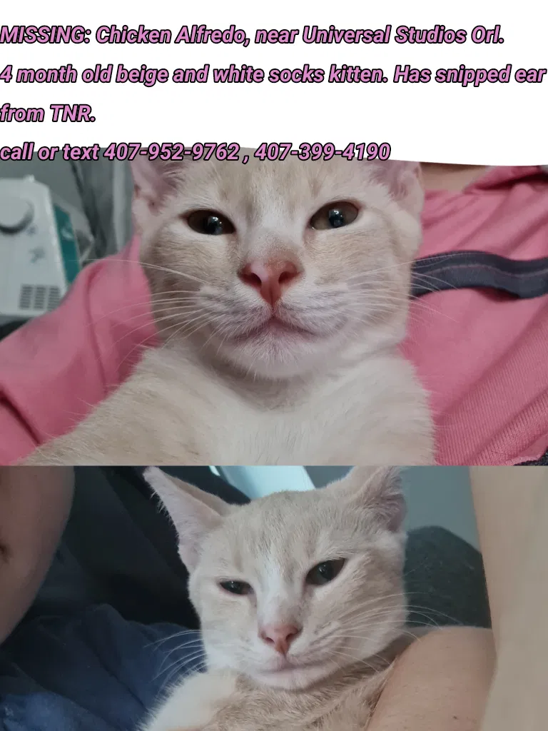 Lost cat in Orlando, FL, 32819