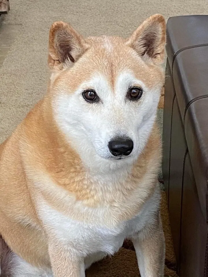 Lost dog in Murrieta, CA, 92563