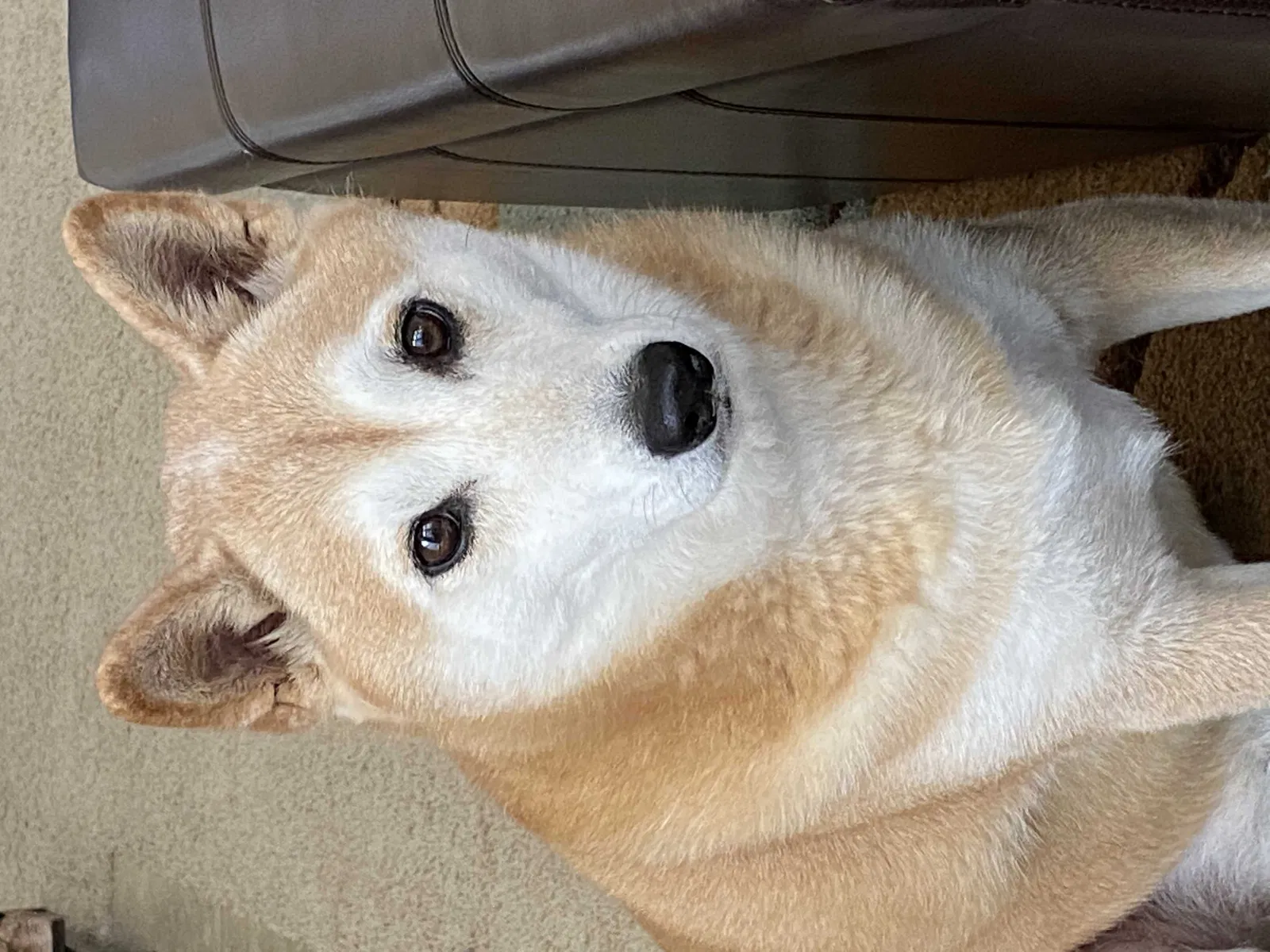 Lost dog in Murrieta, CA, 92563