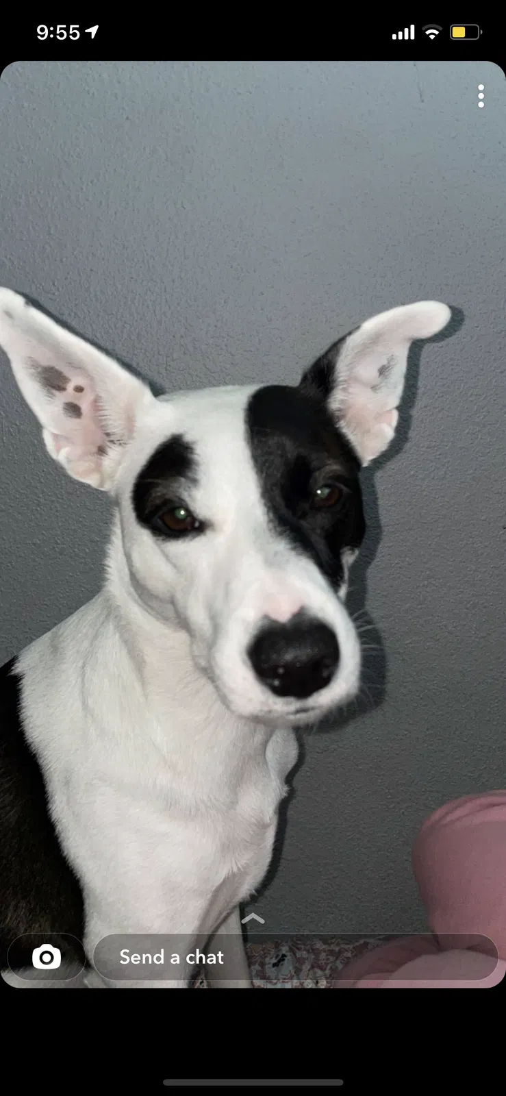 Lost dog in Vista, CA, 92083