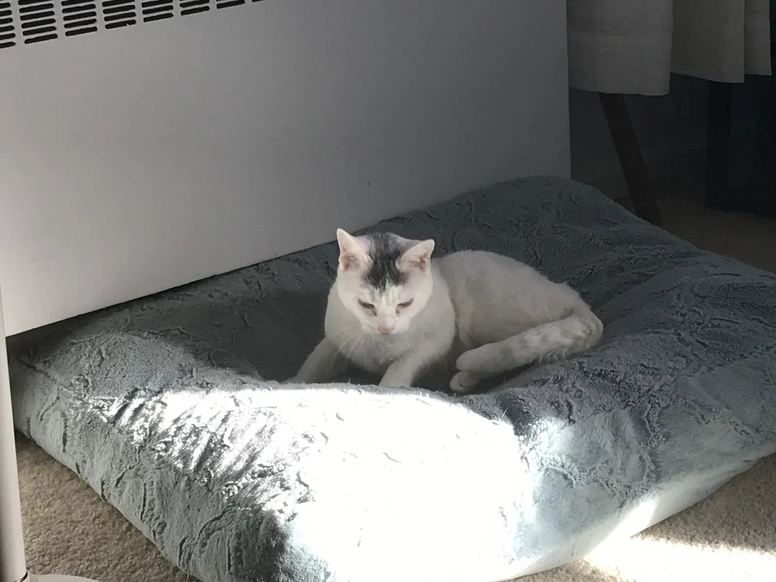 Lost cat in Tarrytown, NY, 10591