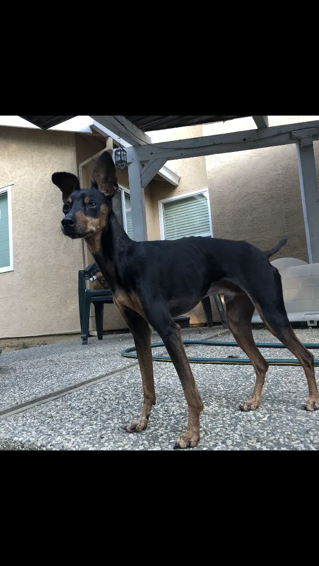 Lost dog in Sacramento, CA, 95833