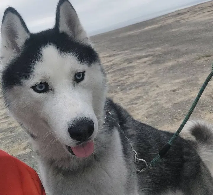 Lost dog in San Bernardino, CA, 92411