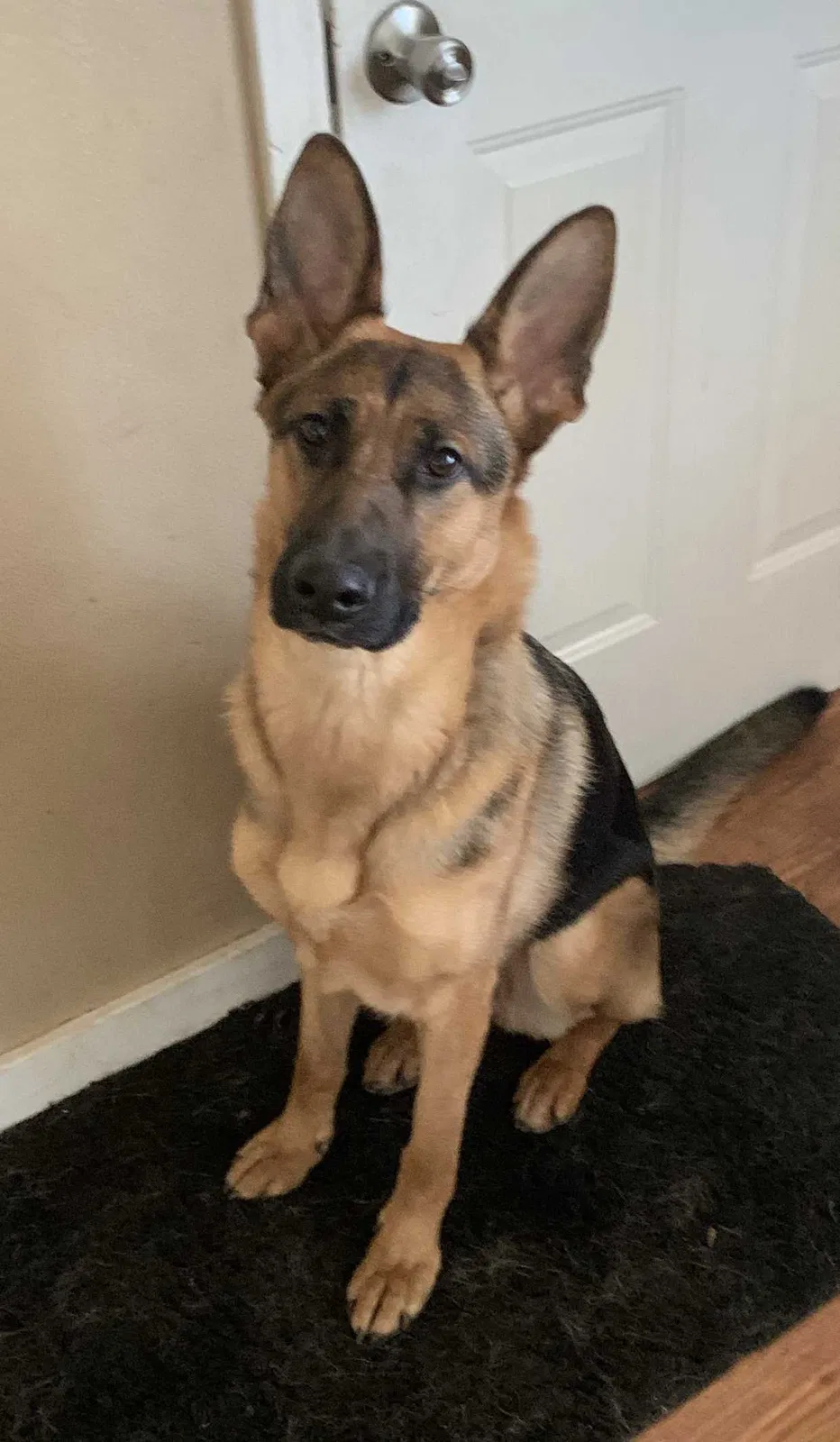 Lost dog in Eagle Point, OR, 97524