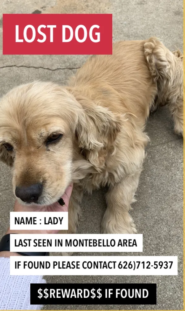 Lost dog in Montebello, CA, 90640