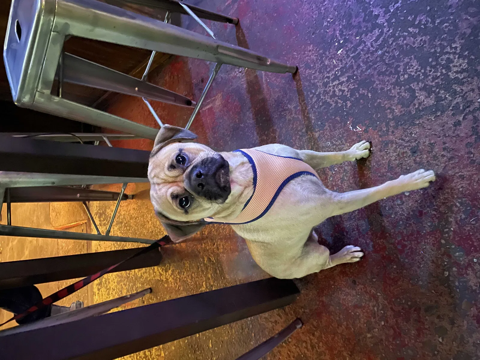 Lost dog in Houston, TX, 77008