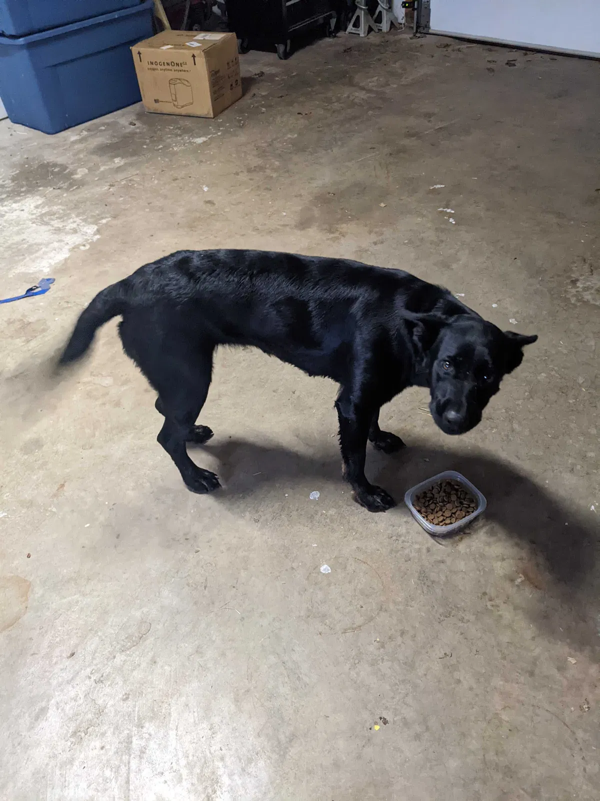 Found dog in Scott, AR, 72142
