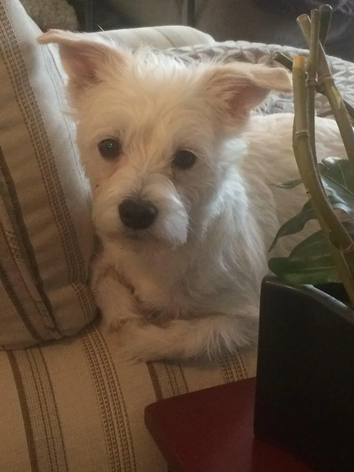 Lost dog in Prosper, TX, 75078