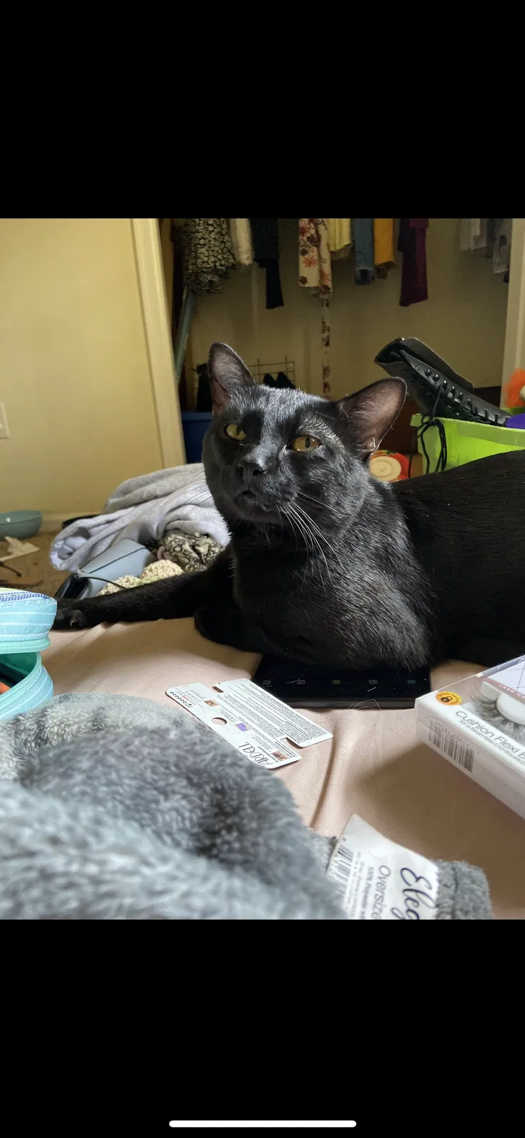 Lost cat in Fort Collins, CO, 80528