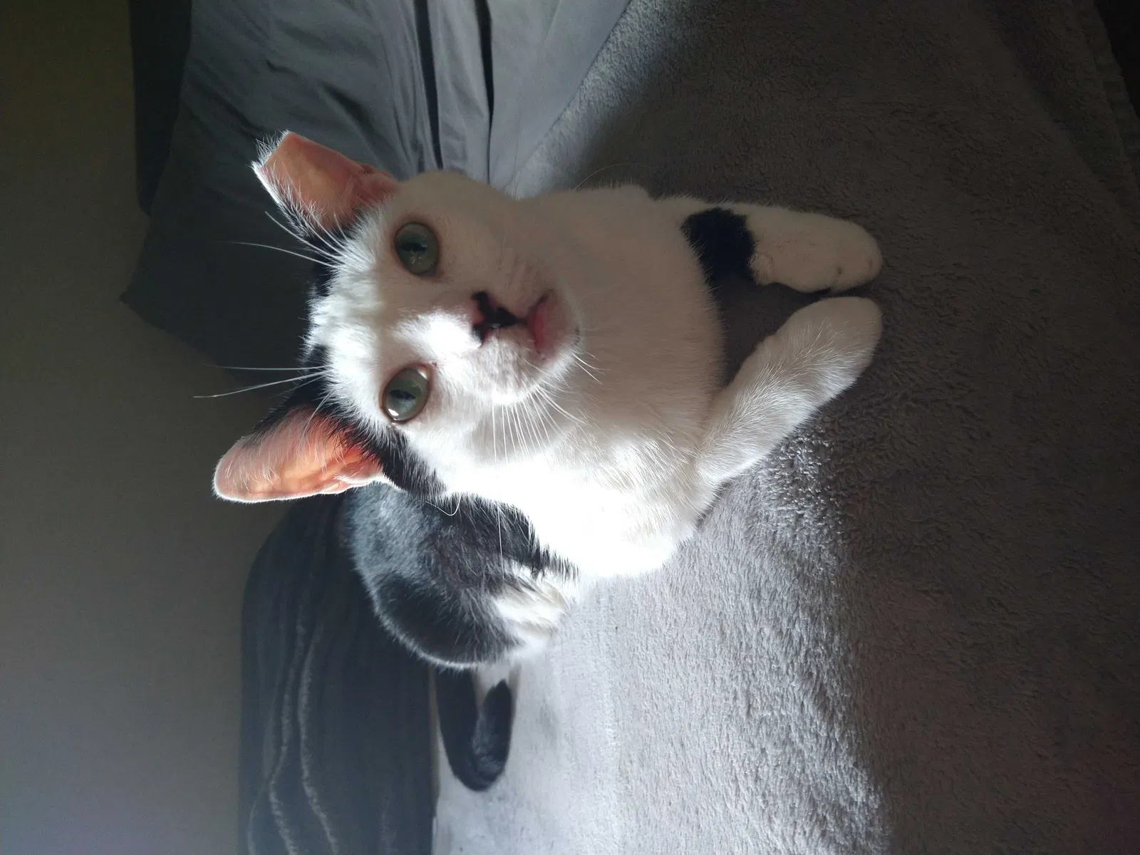 Lost cat in Stone Mountain, GA, 30083