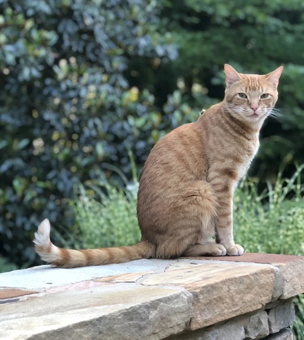 Lost cat in Alpharetta, GA, 30004