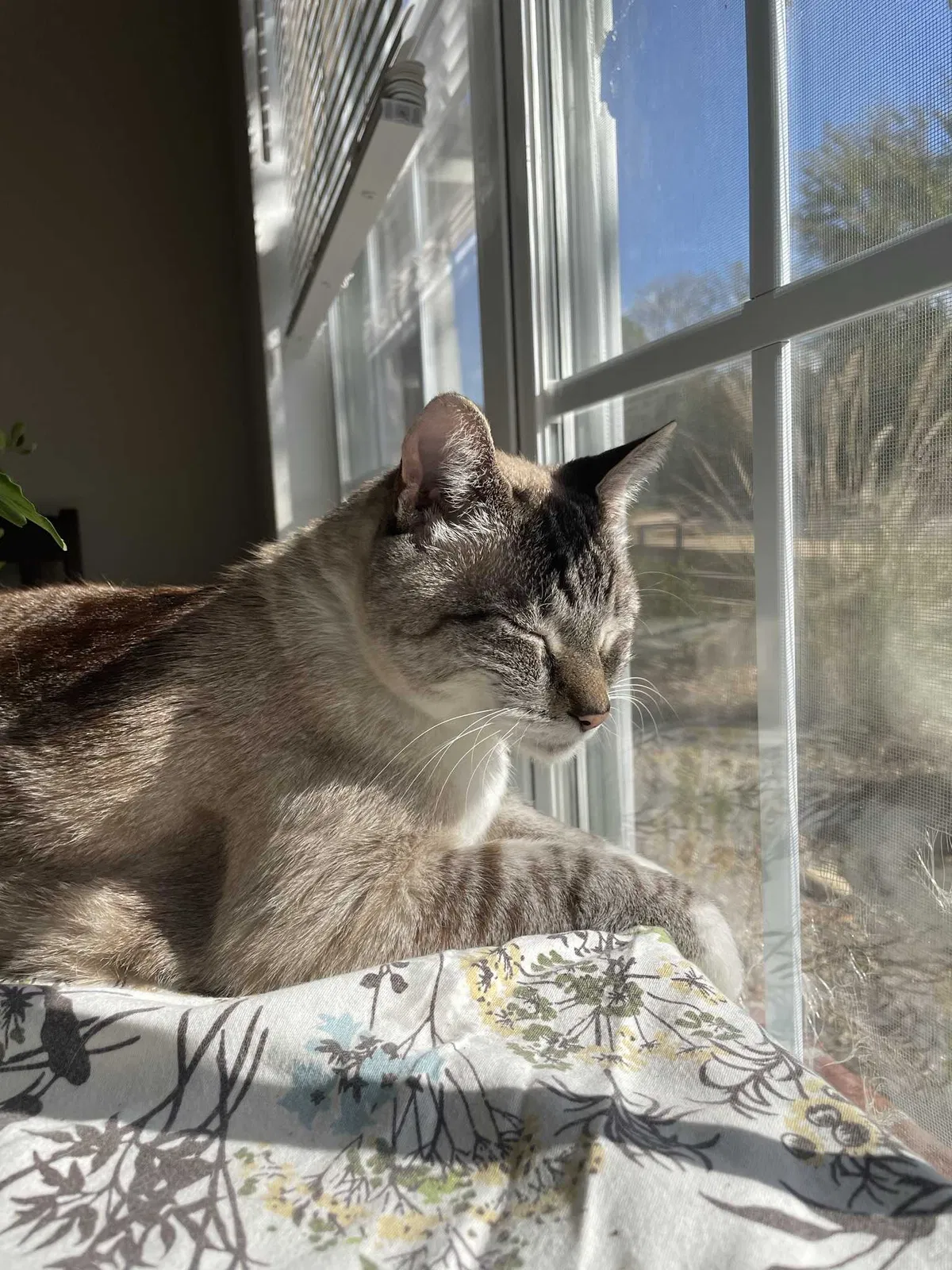 Lost cat in Driftwood, TX, 78619