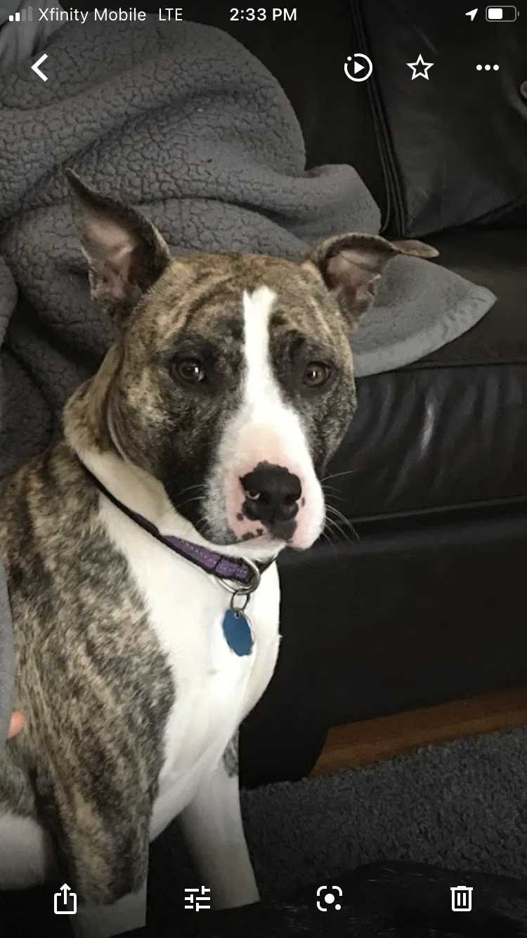 Lost dog in Minneapolis, MN, 55430