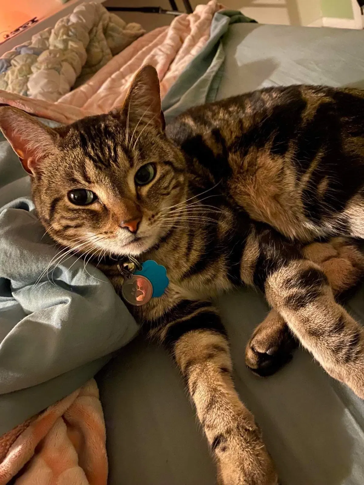 Lost cat in Tucson, AZ, 85705