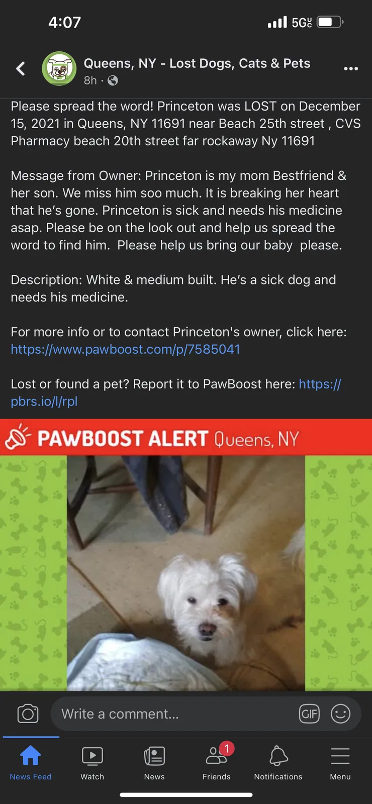 Lost dog in Far Rockaway, NY, 11691