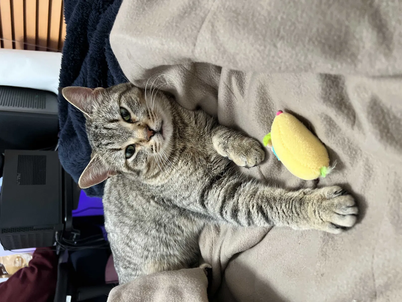 Lost cat in Eden Prairie, MN, 55346
