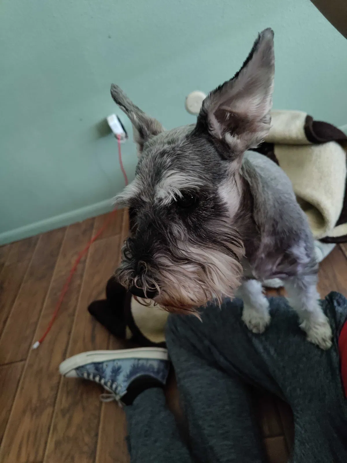 Lost dog in El Paso, TX, 79936