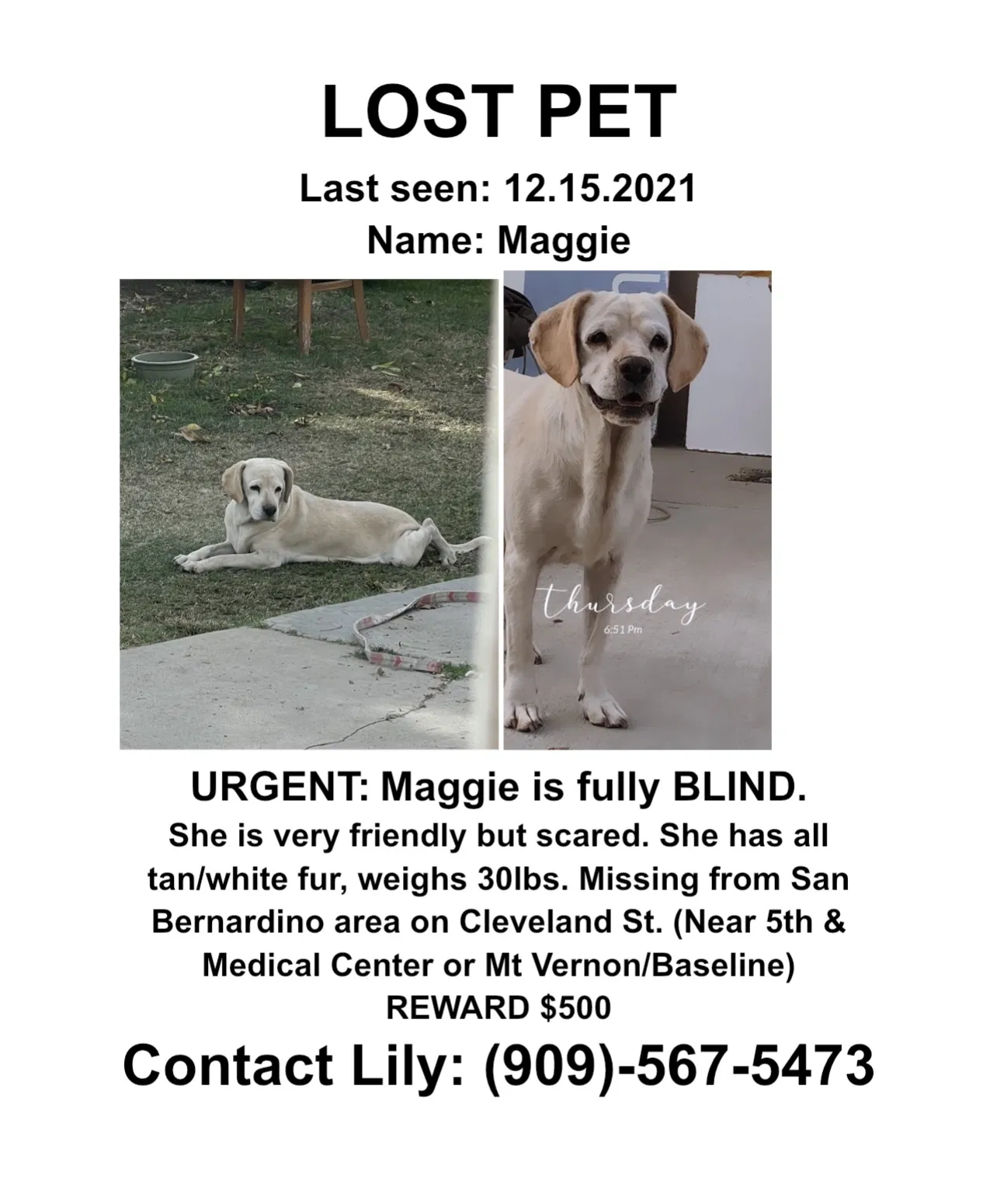 Lost dog in San Bernardino, CA, 92411