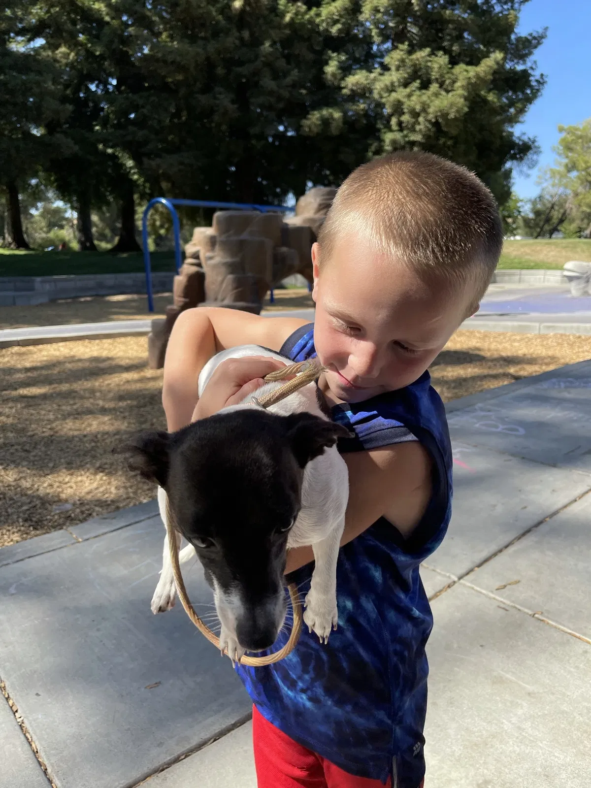 Lost dog in Vallejo, CA, 94589