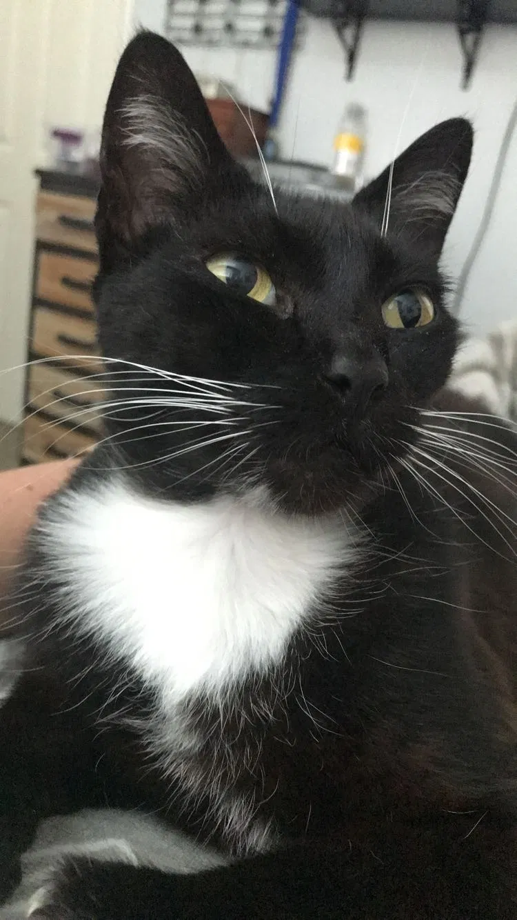 Lost cat in La Mesa, CA, 91942