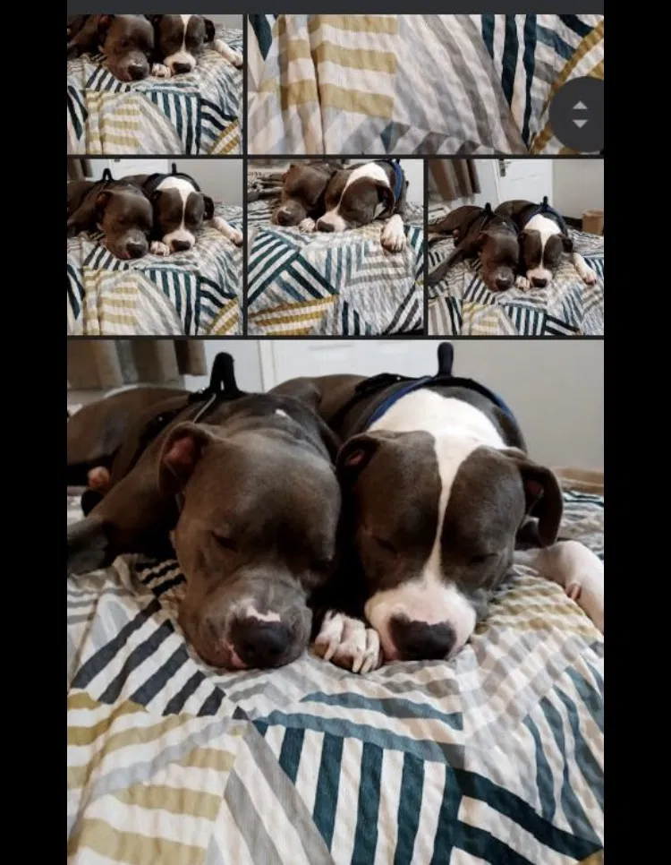 Lost dog in Highland, CA, 92346