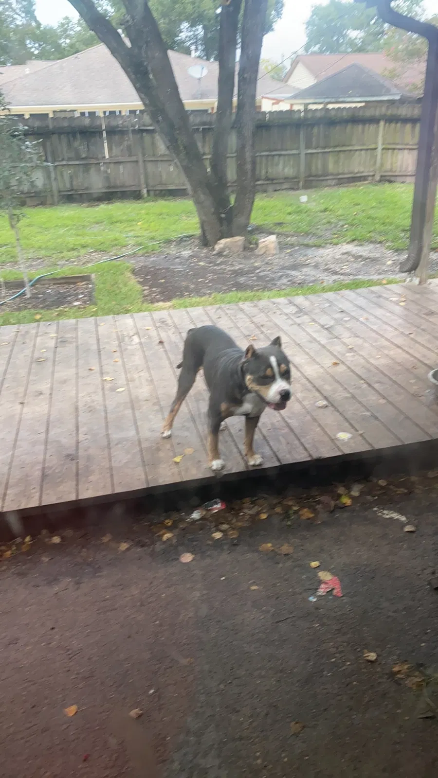 Lost dog in Houston, TX, 77015