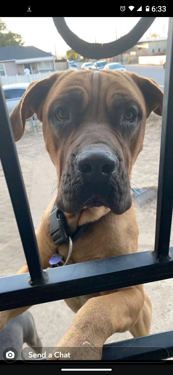 Lost dog in Denver, CO, 80216