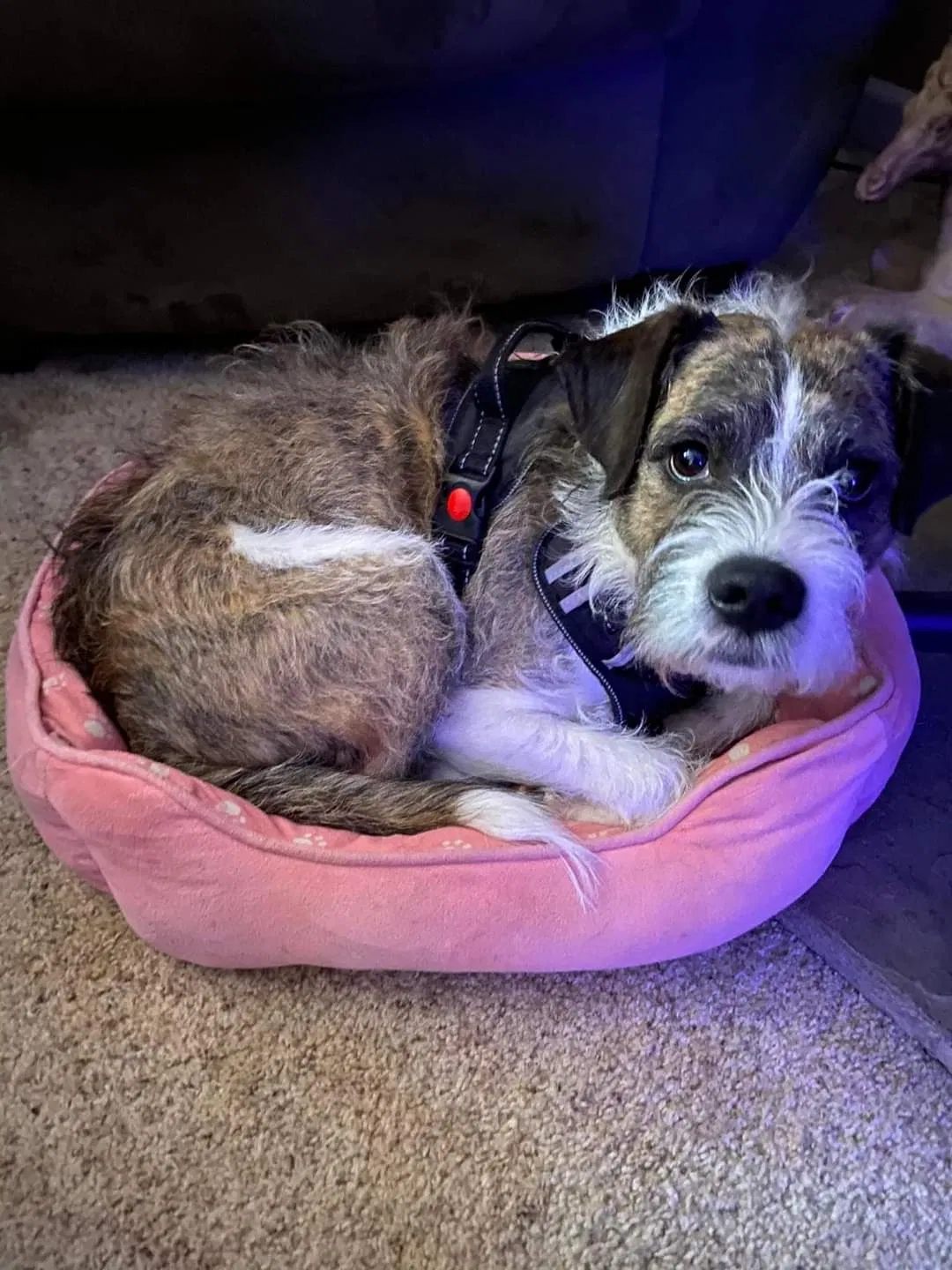 Lost dog in Shingle Springs, CA, 95682