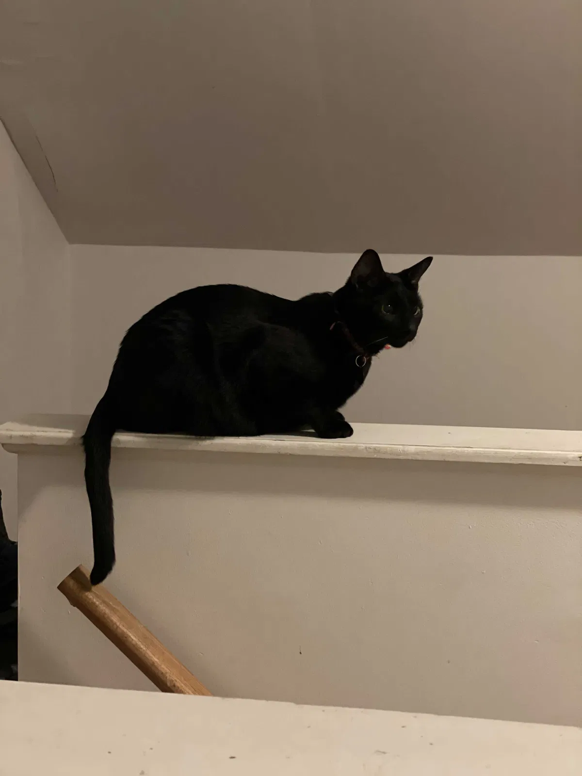 Lost cat in Bryn Mawr, PA, 19010