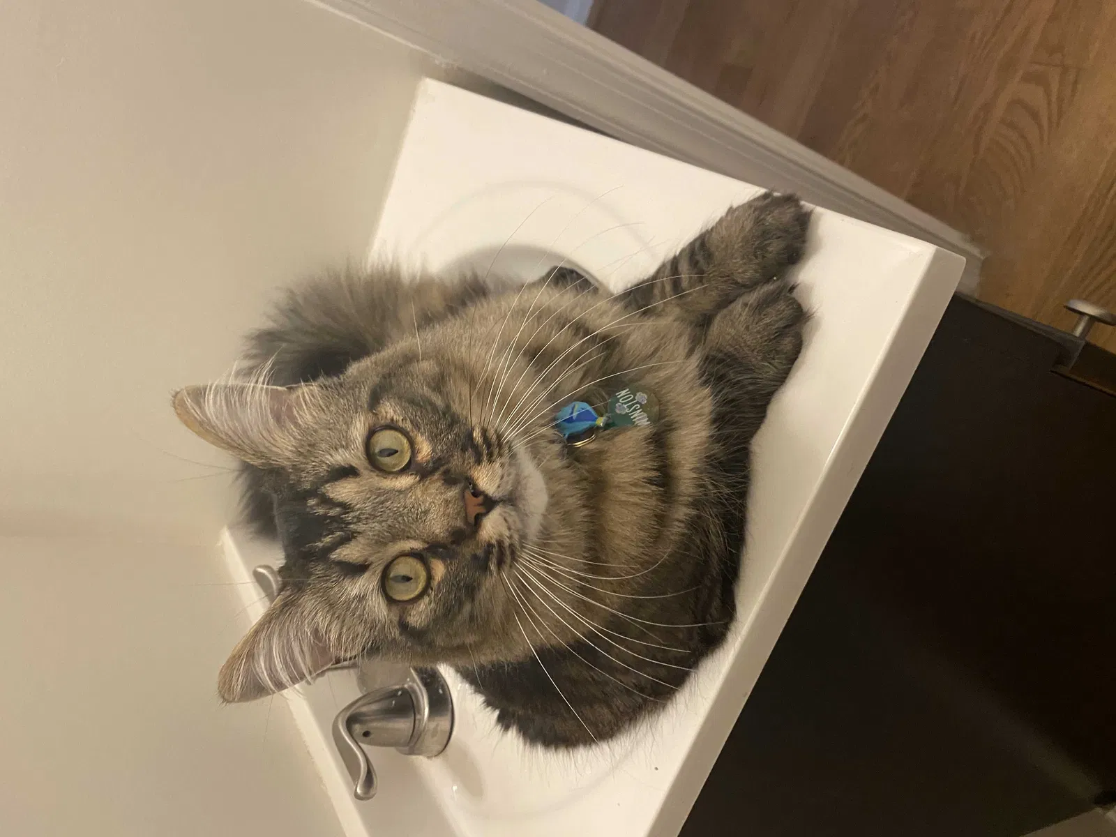 Lost cat in Fairfax, VA, 22031