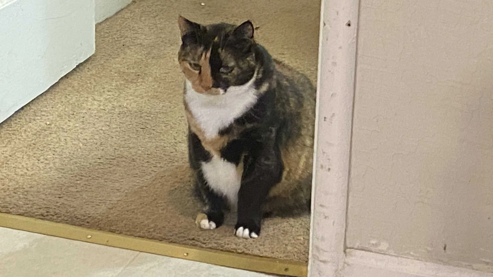 Lost cat in San Leandro, CA, 94577