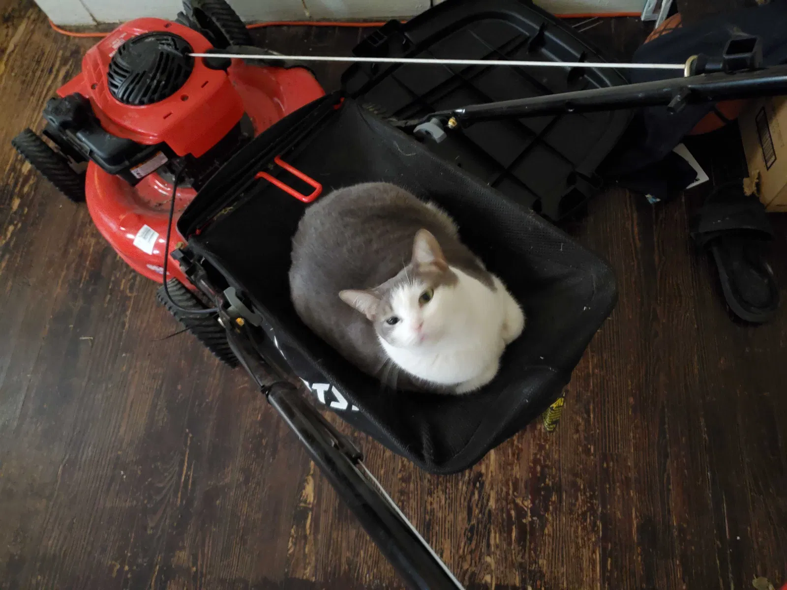 Lost cat in Abilene, TX, 79606