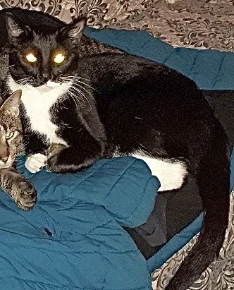 Lost cat in Dekalb, IL, 60115