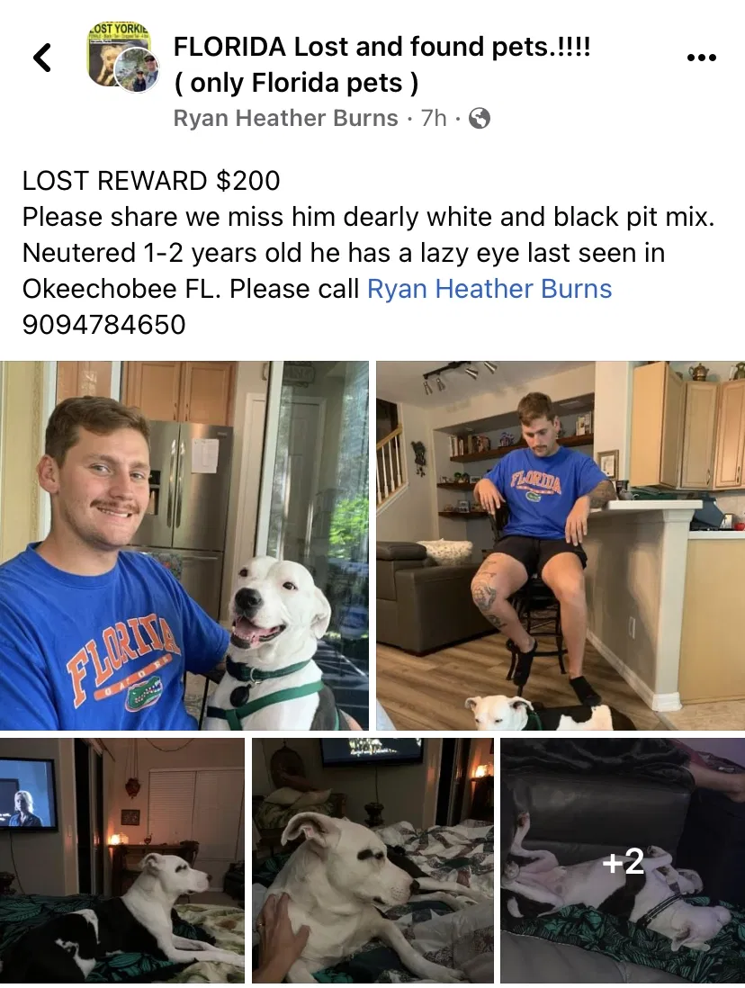 Lost dog in Okeechobee, FL, 34974