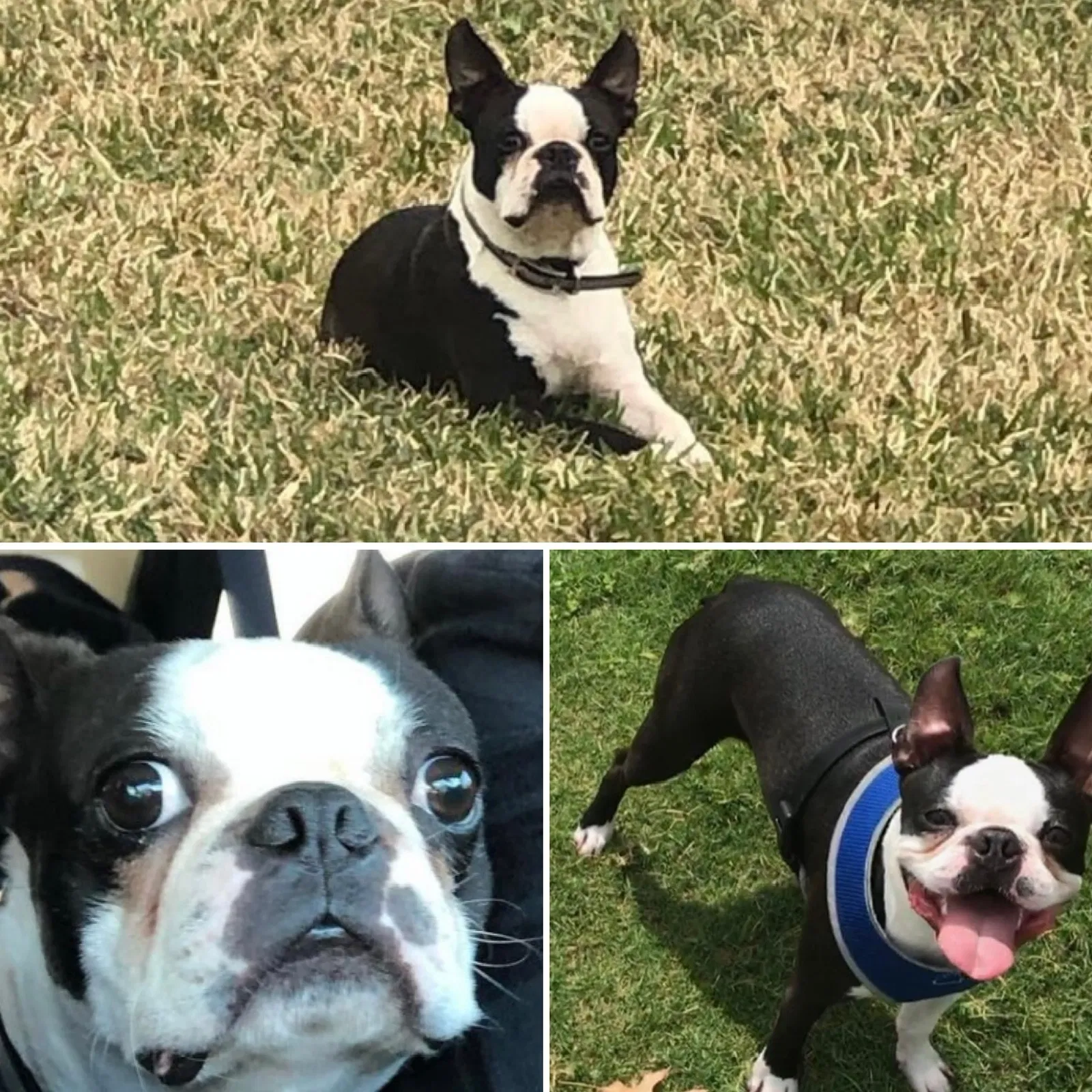 Lost dog in Katy, TX, 77450