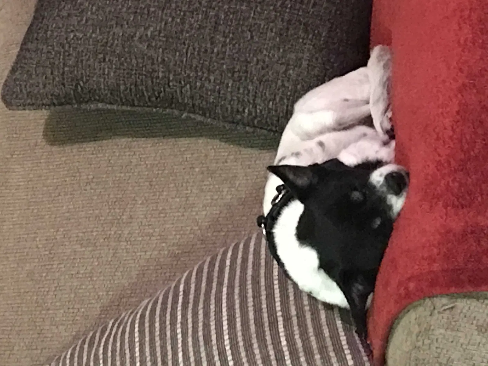 Found dog in Tempe, AZ, 85282