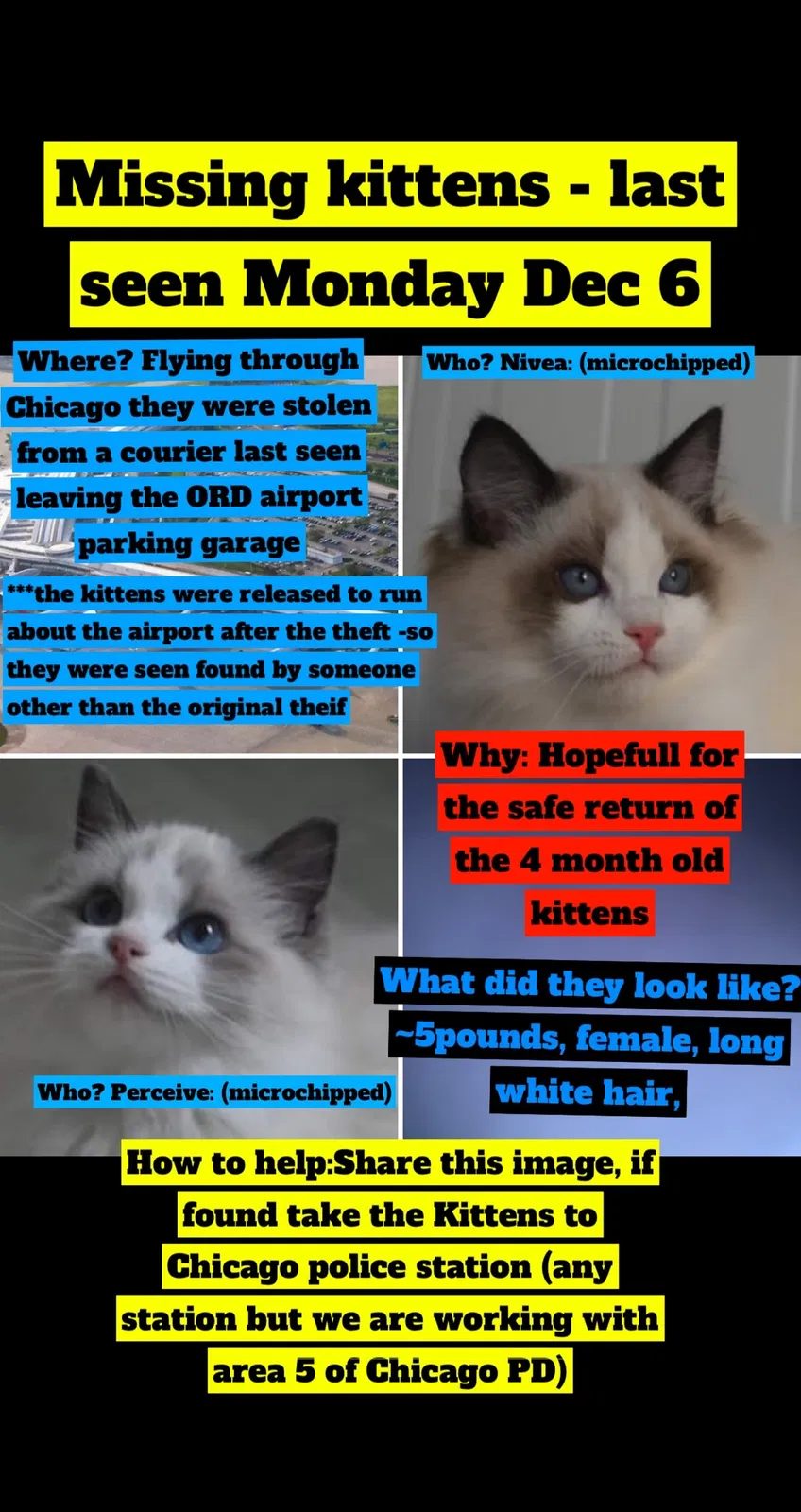 Lost cat in Chicago, IL, 60657