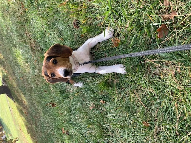 Lost dog in Lake Saint Louis, MO, 63367