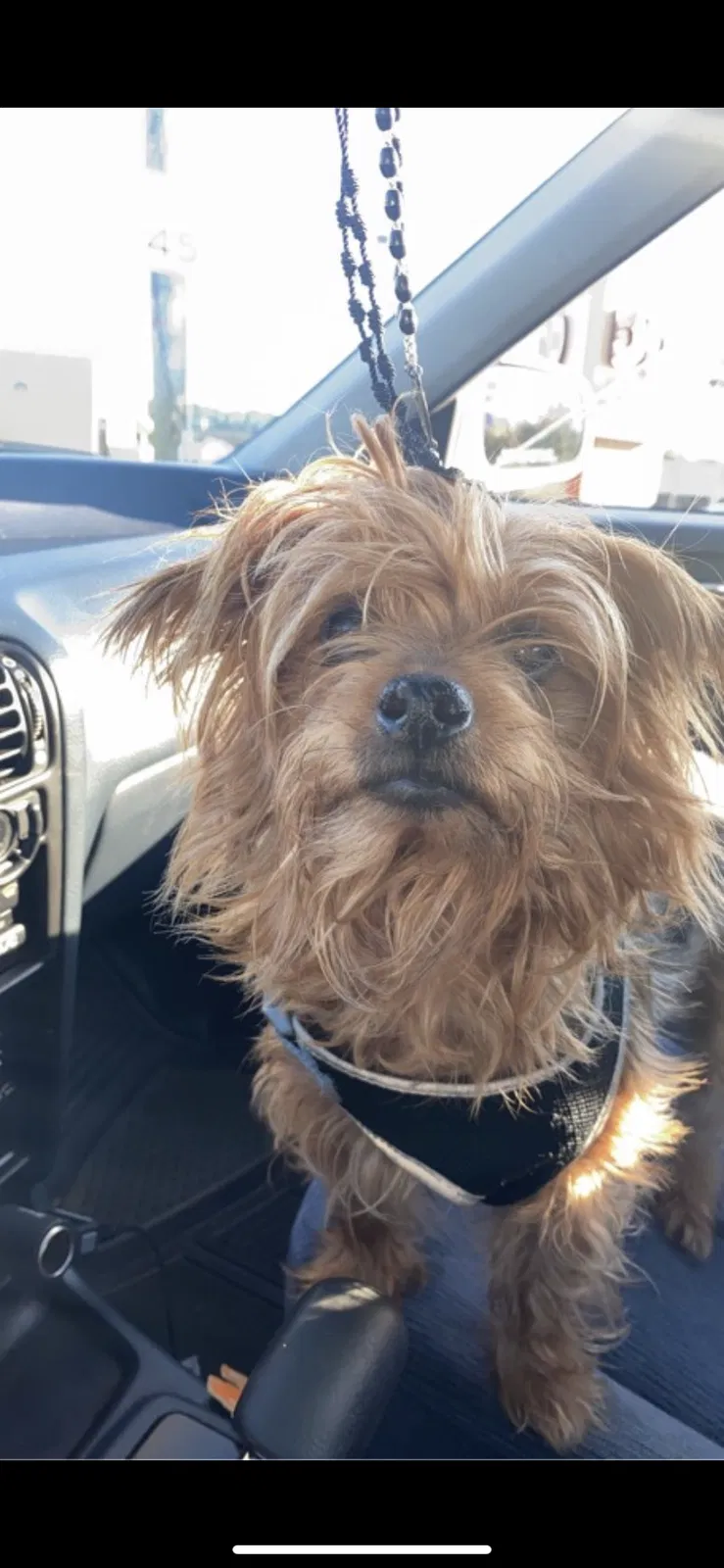 Lost dog in Knoxville, TN, 37909