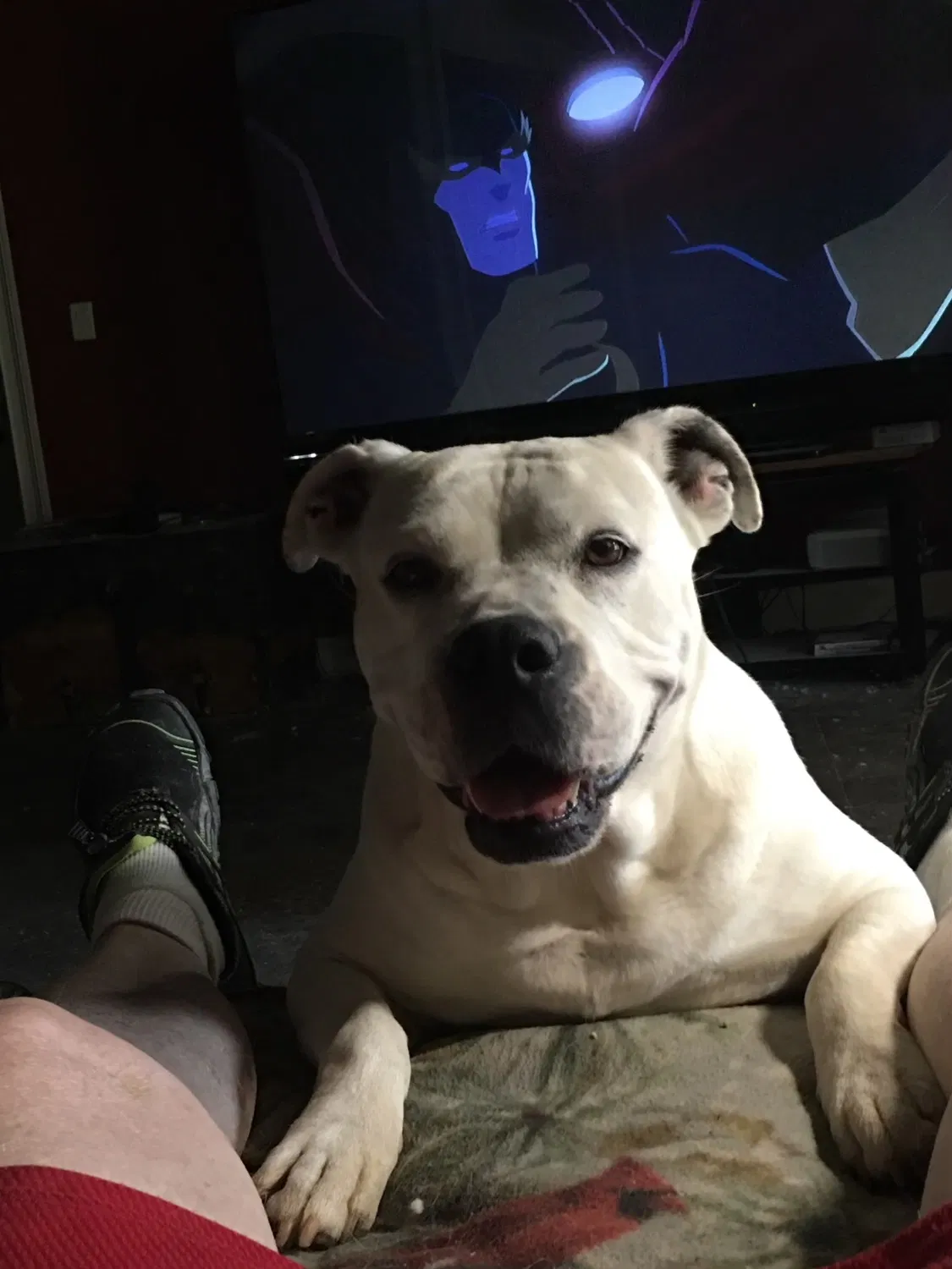 Lost dog in Tyrone, GA, 30290