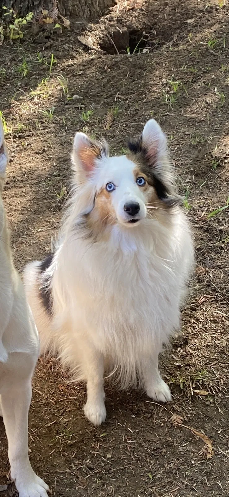Lost dog in Sacramento, CA, 95816