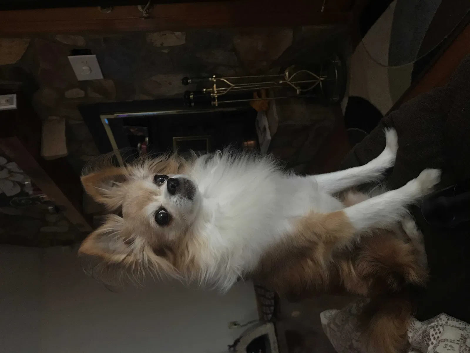 Lost dog in Hampton, SC, 29924