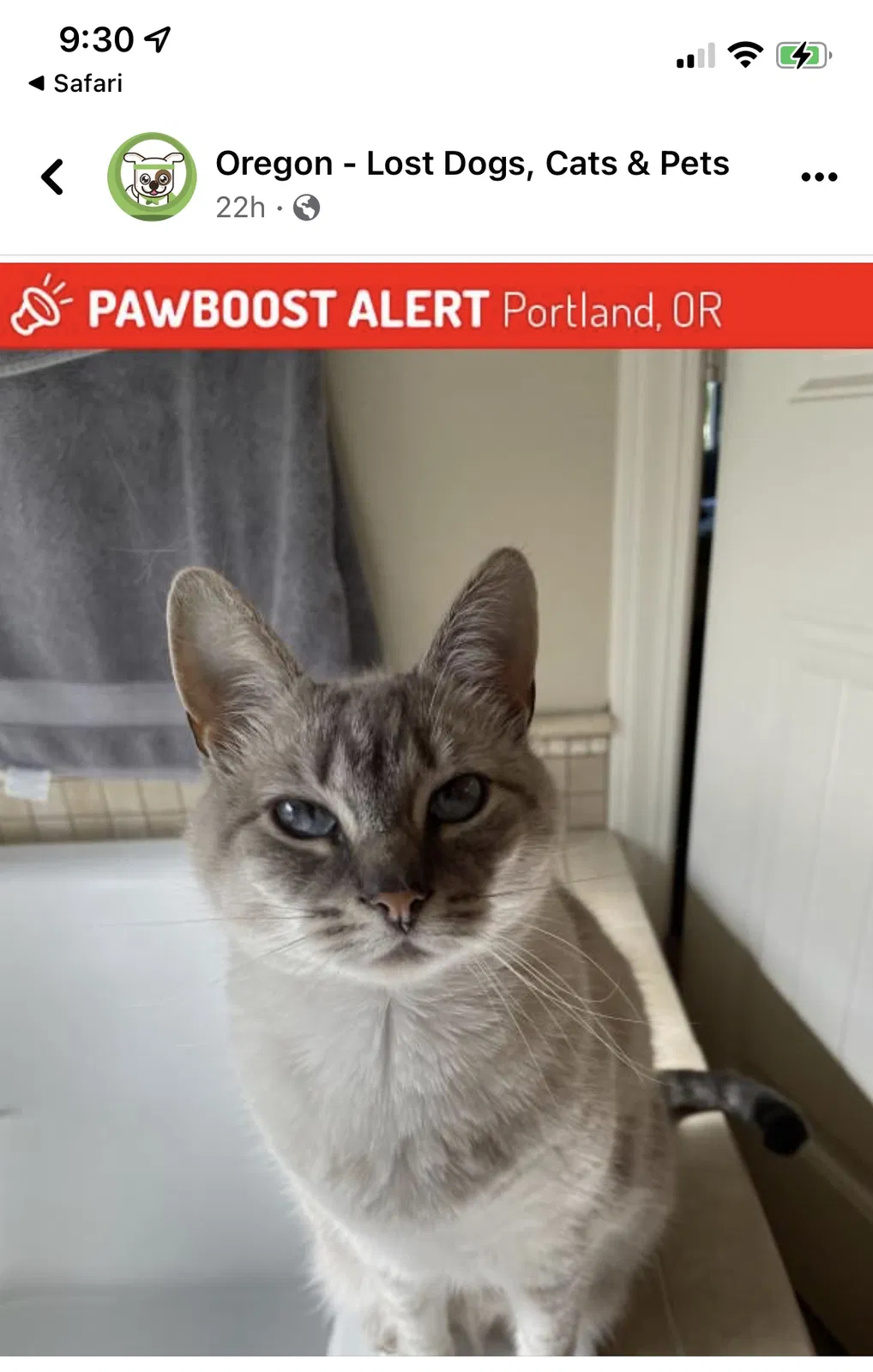 Lost cat in Portland, OR, 97229