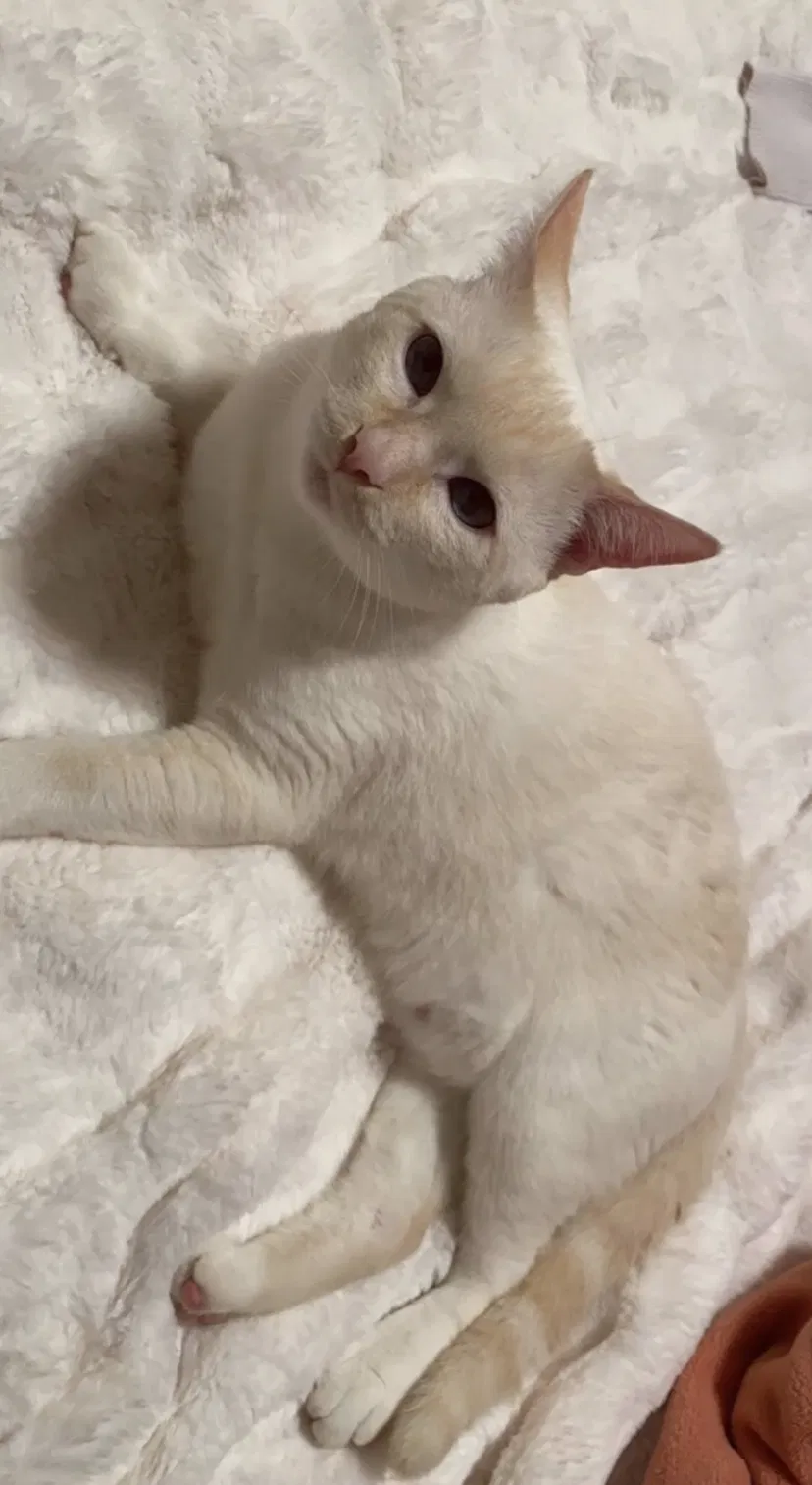 Lost cat in Yorkville, IL, 60560
