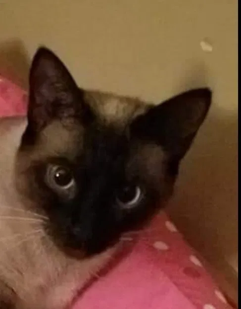 Lost cat in Green Bay, WI, 54313