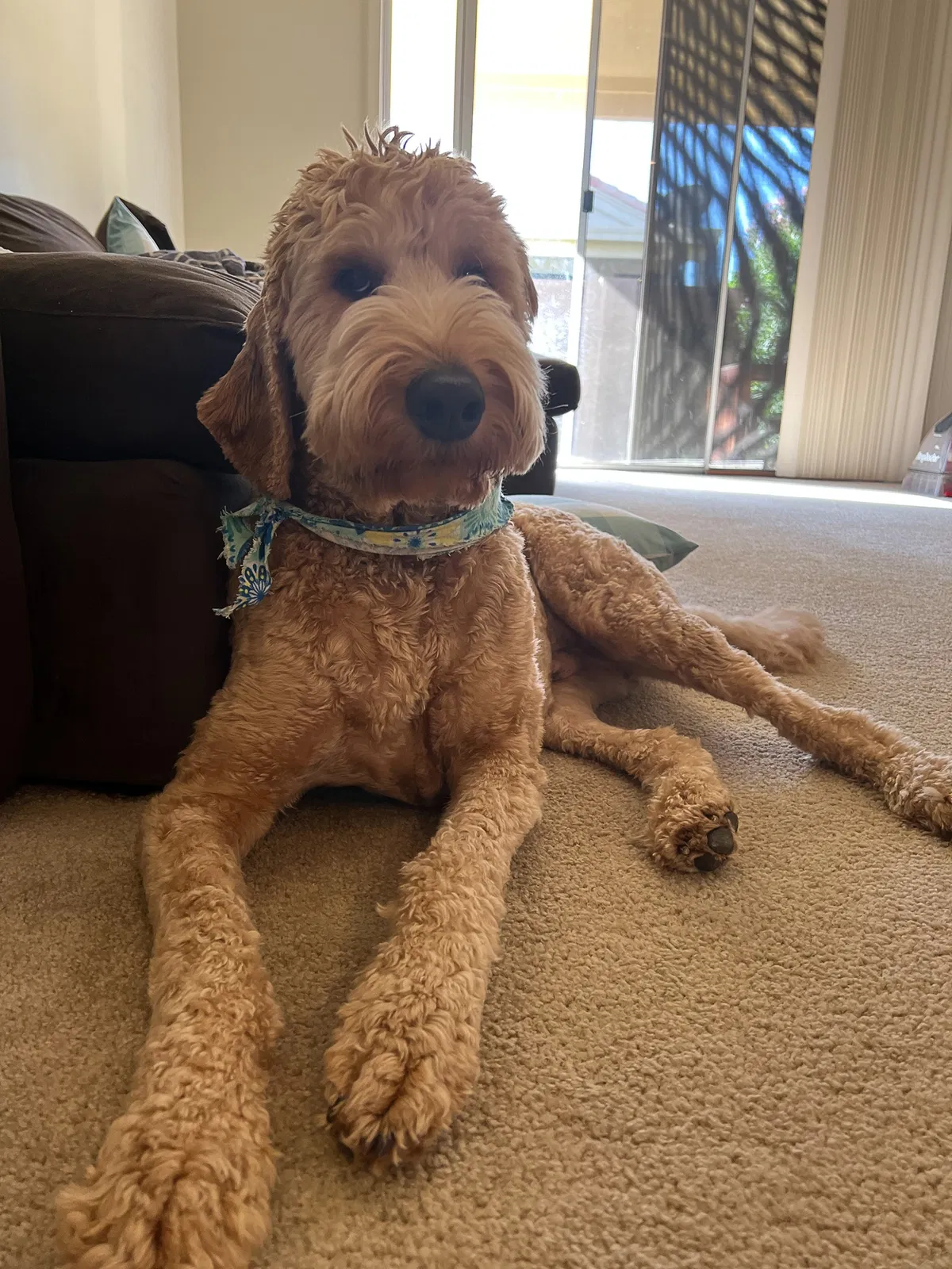 Lost dog in Chandler, AZ, 85226