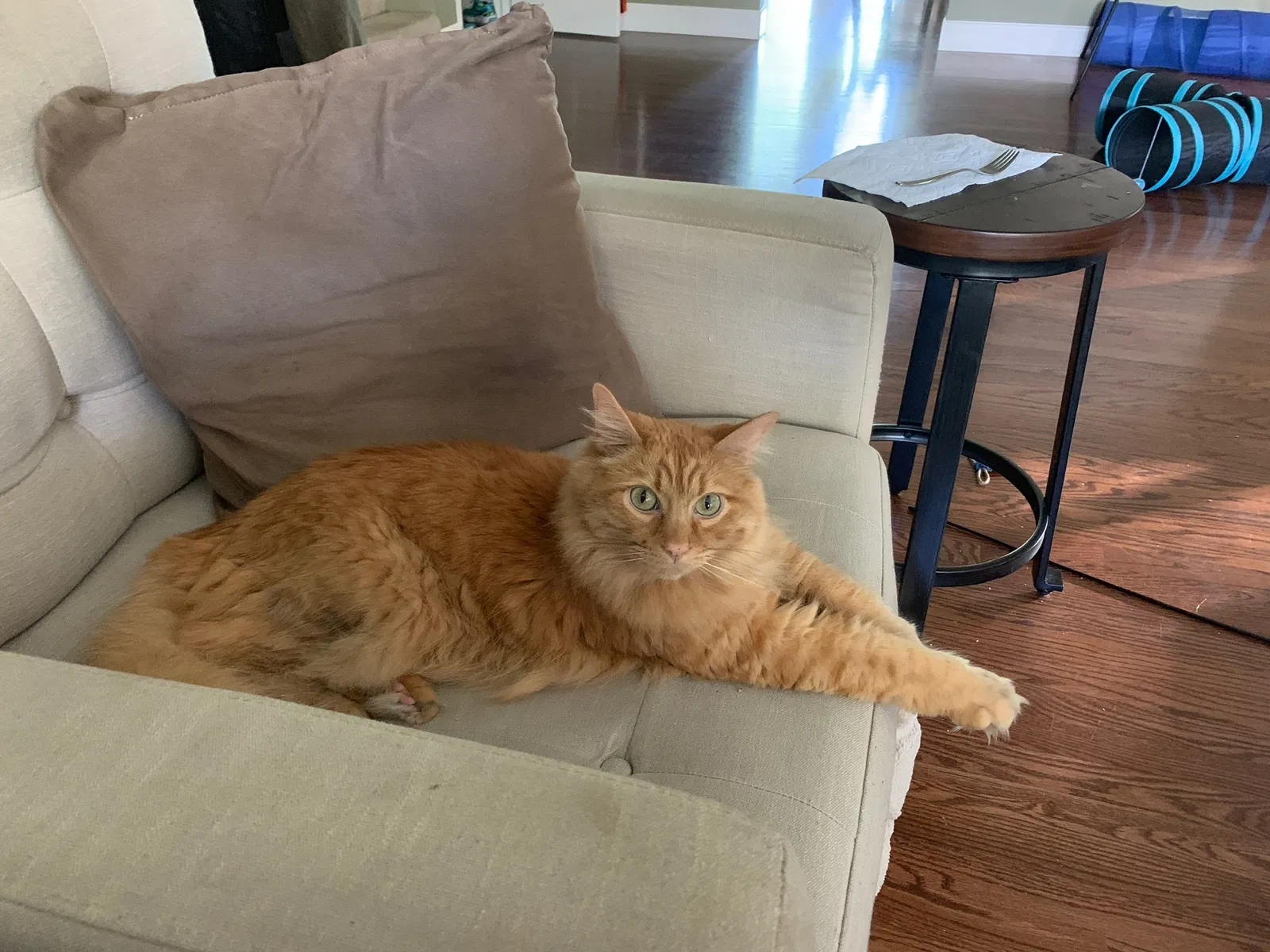 Lost cat in Denver, CO, 80231